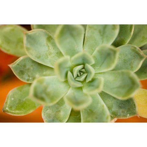 Macro Succulent I Gold Ornate Wood Framed Art Print with Double Matting by Berzel, Erin