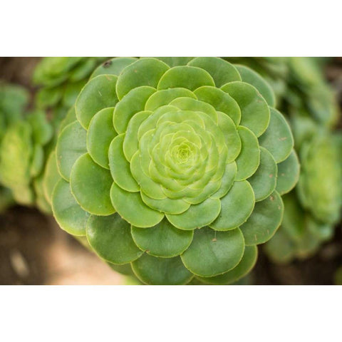 Macro Succulent III White Modern Wood Framed Art Print by Berzel, Erin