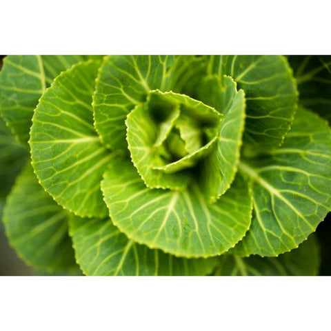 Cabbage Detail White Modern Wood Framed Art Print by Berzel, Erin