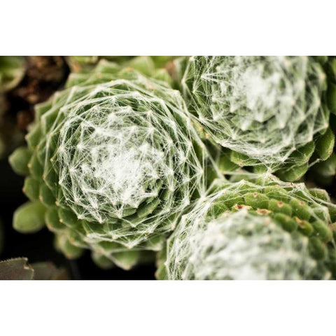 Arachnoideum Succulent II White Modern Wood Framed Art Print by Berzel, Erin