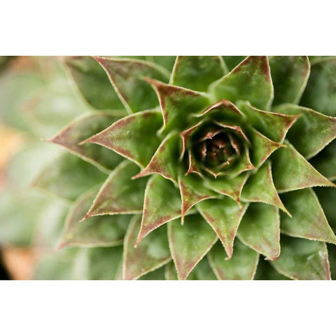 Sempervivum Succulent I White Modern Wood Framed Art Print by Berzel, Erin