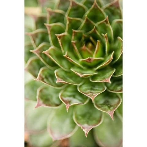 Sempervivum Succulent III Black Modern Wood Framed Art Print with Double Matting by Berzel, Erin