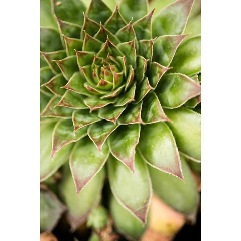 Sempervivum Succulent IV White Modern Wood Framed Art Print by Berzel, Erin