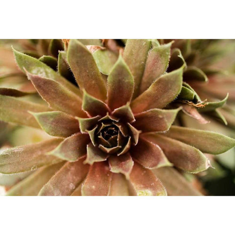 Sempervivum Royal Ruby Black Modern Wood Framed Art Print with Double Matting by Berzel, Erin