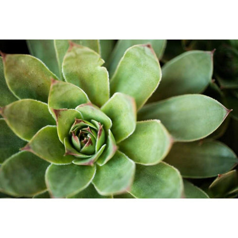 Sempervivum Rupicolum I White Modern Wood Framed Art Print by Berzel, Erin