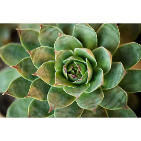 Sempervivum Rupicolum II White Modern Wood Framed Art Print by Berzel, Erin