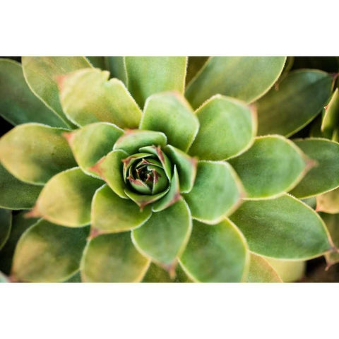 Sempervivum Rupicolum III White Modern Wood Framed Art Print by Berzel, Erin