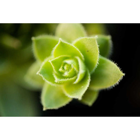 Succulent Blossom I Black Modern Wood Framed Art Print with Double Matting by Berzel, Erin