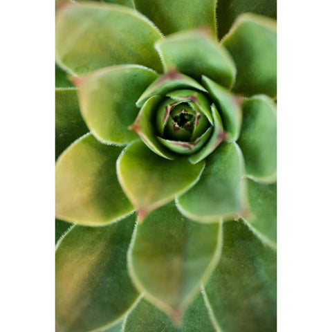 Sempervivum Rupicolum IV White Modern Wood Framed Art Print by Berzel, Erin