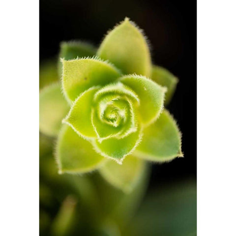 Succulent Blossom II Black Modern Wood Framed Art Print with Double Matting by Berzel, Erin