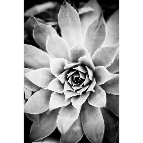 Monochrome Succulent I Gold Ornate Wood Framed Art Print with Double Matting by Berzel, Erin