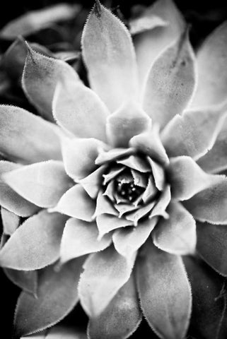 Monochrome Succulent I White Modern Wood Framed Art Print with Double Matting by Berzel, Erin