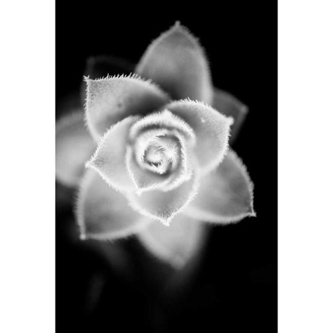 Monochrome Succulent II Black Modern Wood Framed Art Print with Double Matting by Berzel, Erin