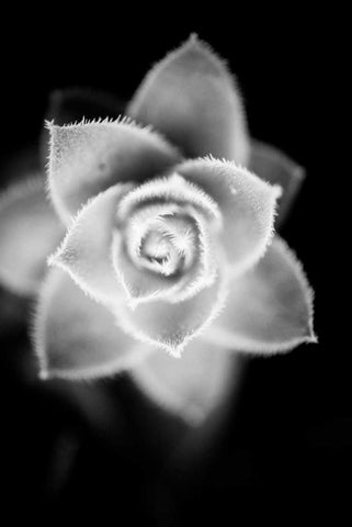 Monochrome Succulent II White Modern Wood Framed Art Print with Double Matting by Berzel, Erin