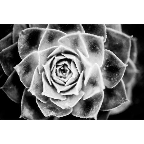 Monochrome Succulent III Gold Ornate Wood Framed Art Print with Double Matting by Berzel, Erin