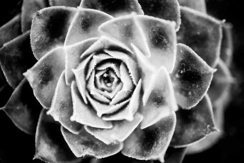 Monochrome Succulent III White Modern Wood Framed Art Print with Double Matting by Berzel, Erin