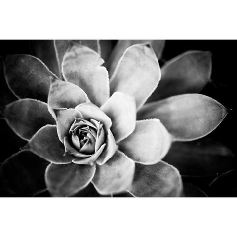 Monochrome Succulent IV Black Modern Wood Framed Art Print with Double Matting by Berzel, Erin