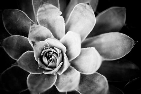 Monochrome Succulent IV White Modern Wood Framed Art Print with Double Matting by Berzel, Erin