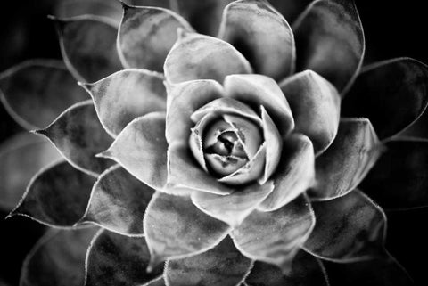 Monochrome Succulent V White Modern Wood Framed Art Print with Double Matting by Berzel, Erin