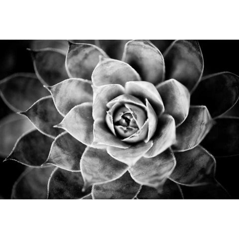 Monochrome Succulent V Black Modern Wood Framed Art Print with Double Matting by Berzel, Erin