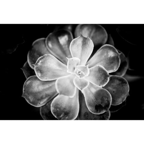 Monochrome Succulent VI Black Modern Wood Framed Art Print with Double Matting by Berzel, Erin