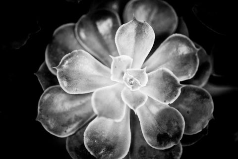 Monochrome Succulent VI White Modern Wood Framed Art Print with Double Matting by Berzel, Erin