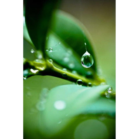 Suspended Dew I White Modern Wood Framed Art Print by Berzel, Erin