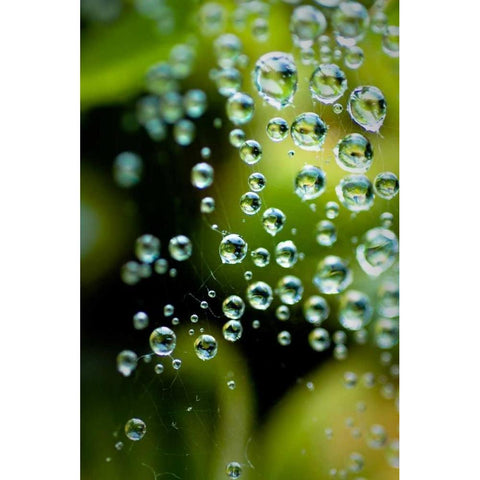 Suspended Dew II White Modern Wood Framed Art Print by Berzel, Erin