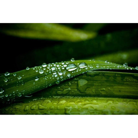 Dew on Grass Black Modern Wood Framed Art Print with Double Matting by Berzel, Erin