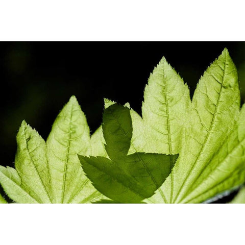 Illuminated Leaves White Modern Wood Framed Art Print by Berzel, Erin