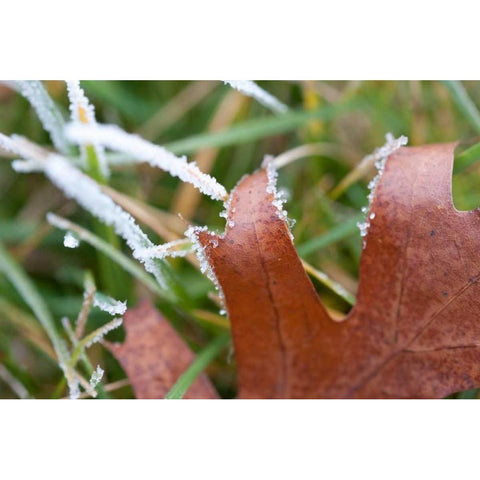 Morning Frost I White Modern Wood Framed Art Print by Berzel, Erin