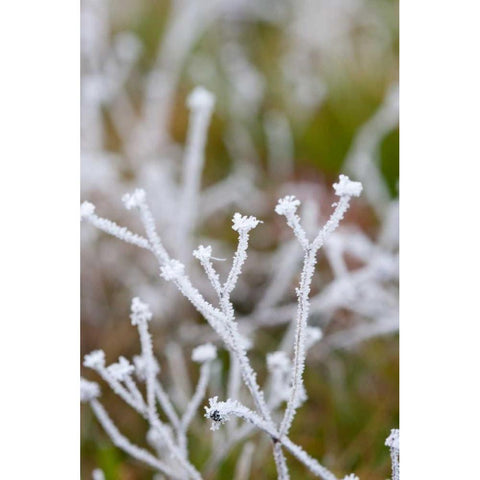 Winter Frost I Gold Ornate Wood Framed Art Print with Double Matting by Berzel, Erin