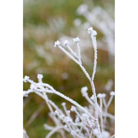 Winter Frost II White Modern Wood Framed Art Print by Berzel, Erin