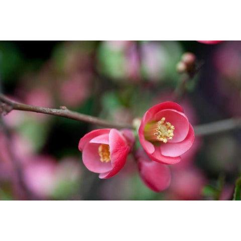 Pink Blossoms Gold Ornate Wood Framed Art Print with Double Matting by Berzel, Erin