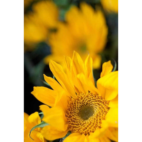 Yellow Sunflowers Black Modern Wood Framed Art Print with Double Matting by Berzel, Erin