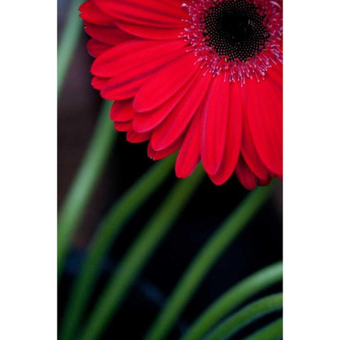 Red Gerbera Daisy White Modern Wood Framed Art Print by Berzel, Erin