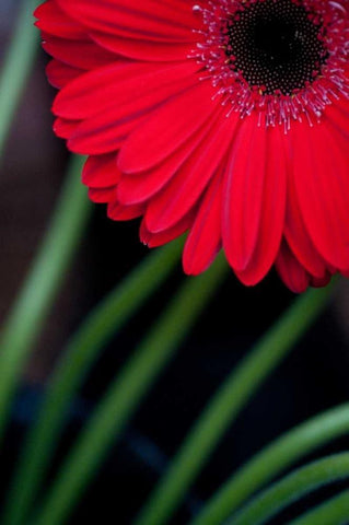 Red Gerbera Daisy Black Ornate Wood Framed Art Print with Double Matting by Berzel, Erin