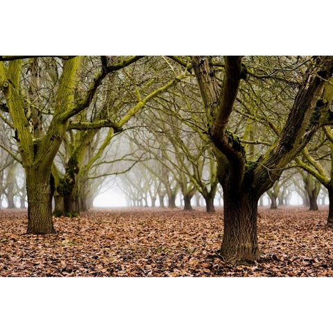 Hazel Tree Grove I Black Modern Wood Framed Art Print with Double Matting by Berzel, Erin