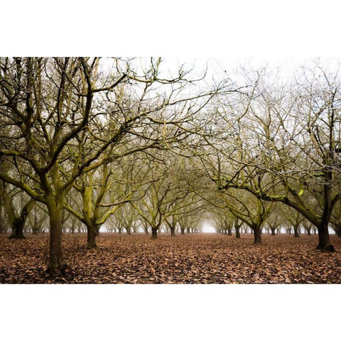 Hazel Tree Grove II Black Modern Wood Framed Art Print with Double Matting by Berzel, Erin