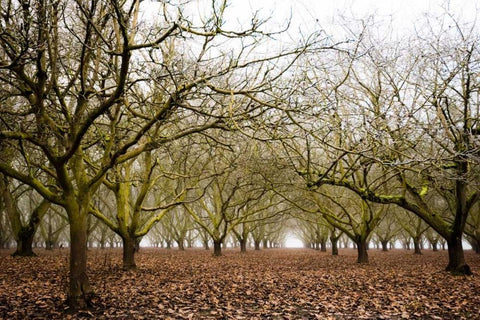 Hazel Tree Grove II Black Ornate Wood Framed Art Print with Double Matting by Berzel, Erin