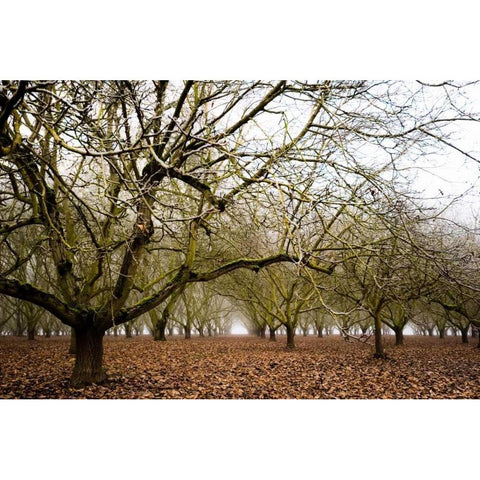 Hazel Tree Grove III Black Modern Wood Framed Art Print with Double Matting by Berzel, Erin