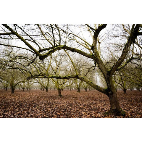 Hazel Tree Grove IV Black Modern Wood Framed Art Print with Double Matting by Berzel, Erin