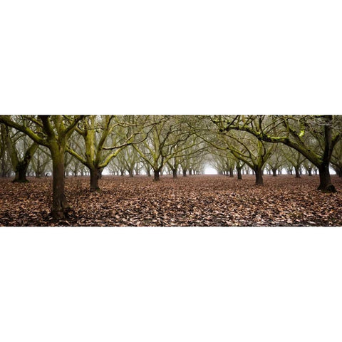 Hazel Tree Grove Pano I Gold Ornate Wood Framed Art Print with Double Matting by Berzel, Erin