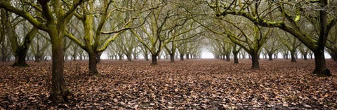 Hazel Tree Grove Pano I White Modern Wood Framed Art Print with Double Matting by Berzel, Erin