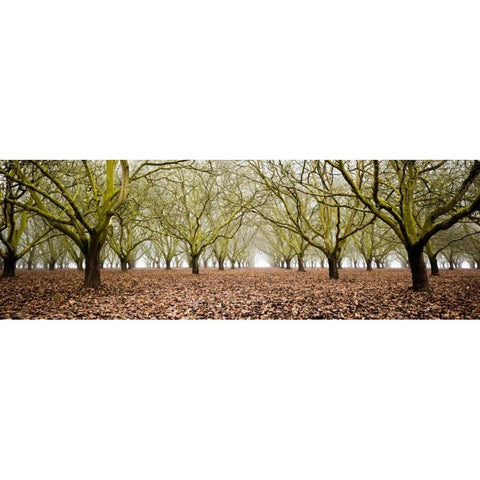 Hazel Tree Grove Pano II Gold Ornate Wood Framed Art Print with Double Matting by Berzel, Erin