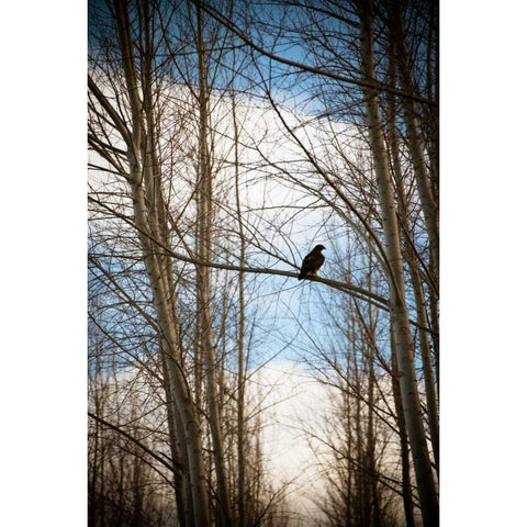 Hawk Silhouette Black Modern Wood Framed Art Print with Double Matting by Berzel, Erin