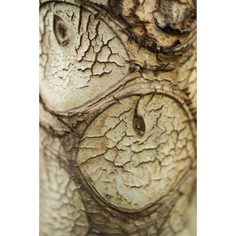 Bark Detail White Modern Wood Framed Art Print by Berzel, Erin