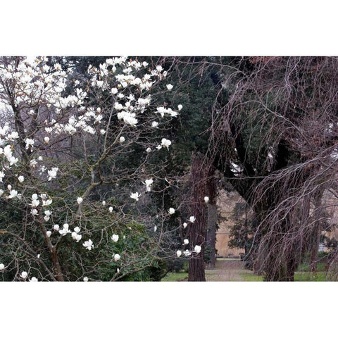 Garden Glimpse II White Modern Wood Framed Art Print by Crane, Rita