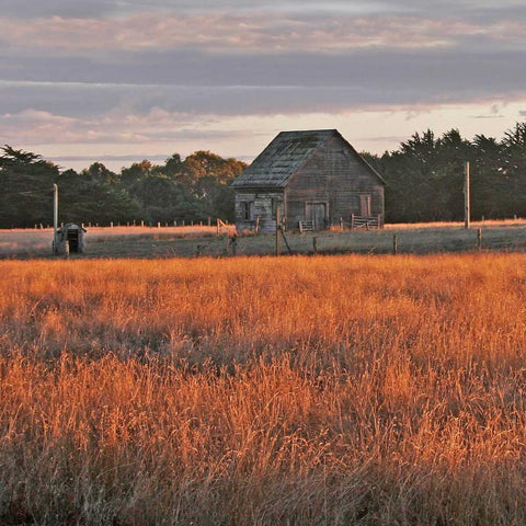 Golden Fields II Gold Ornate Wood Framed Art Print with Double Matting by Crane, Rita