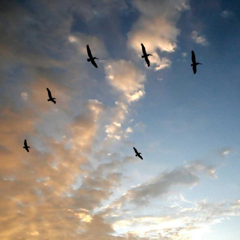 Pelicans at Sunset Black Modern Wood Framed Art Print with Double Matting by Crane, Rita